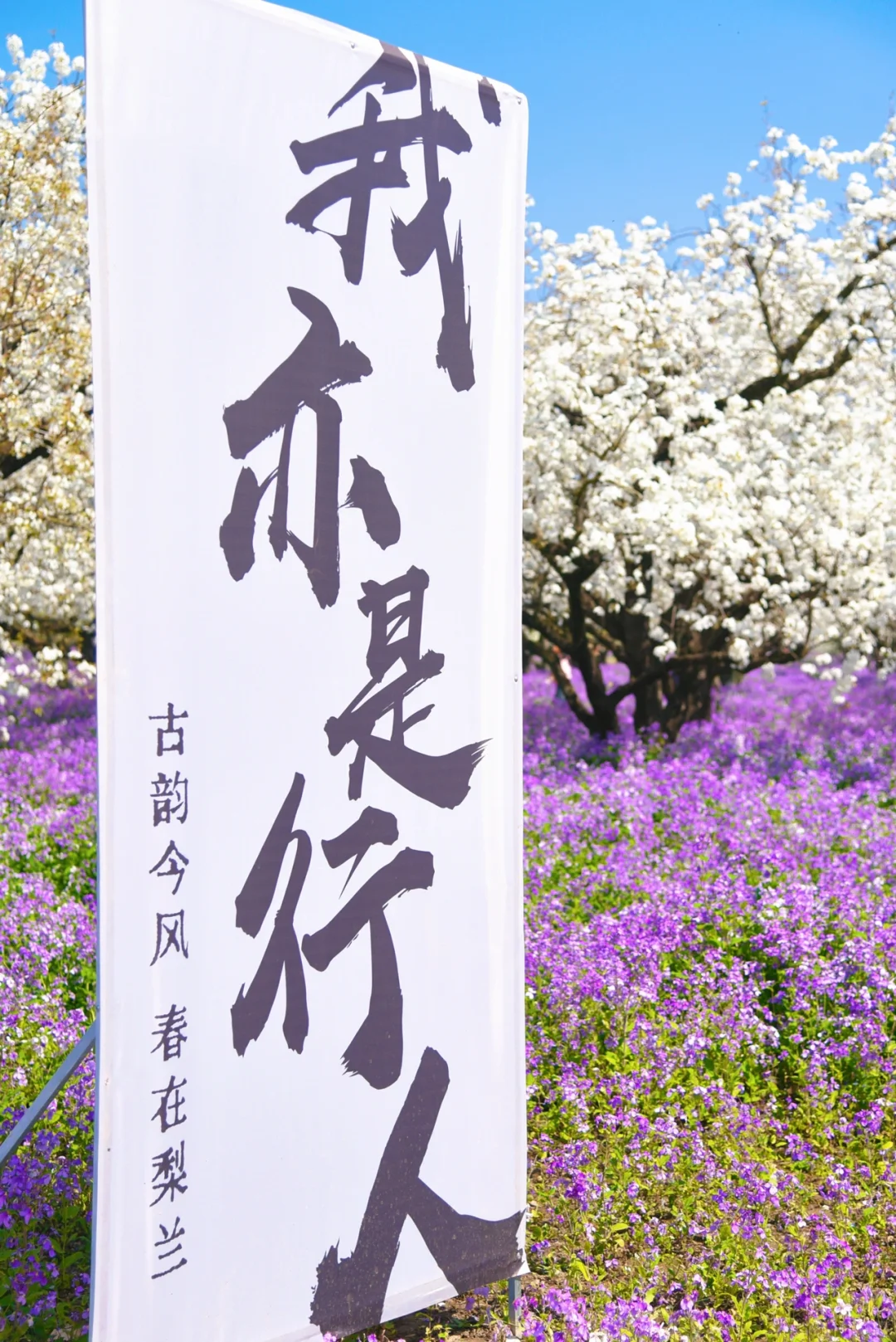 是江苏最盛大的梨兰花海啊！！！