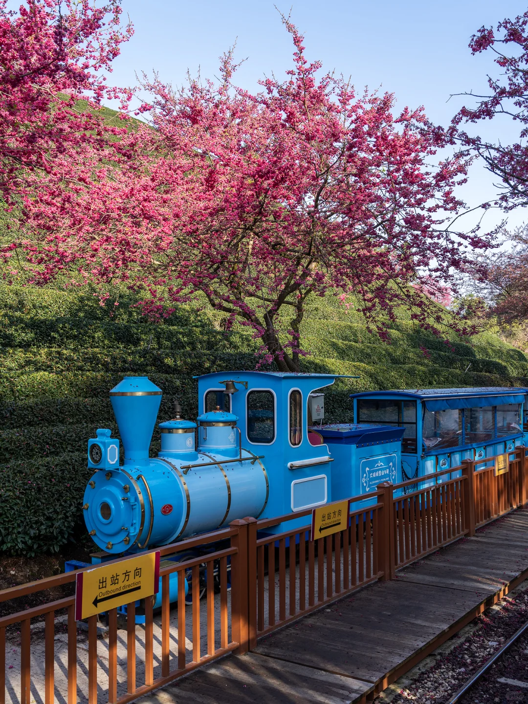 福建春日顶流樱花海🤣美到被国家地理点名