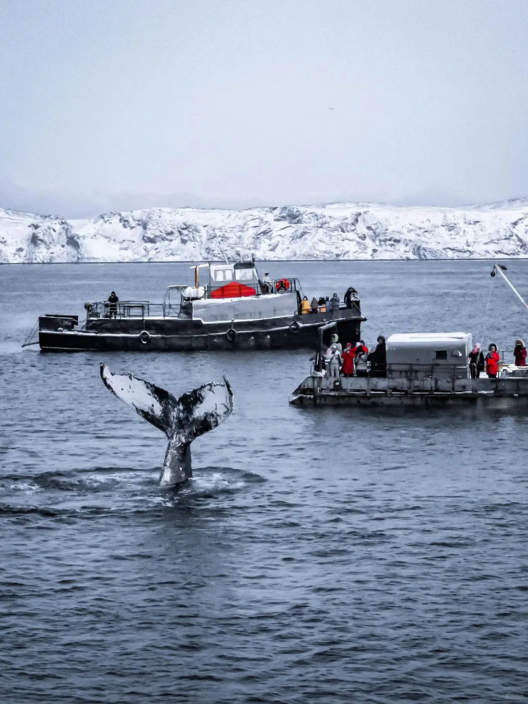 摩尔曼斯克极光4日游｜超值早鸟+夜追极光