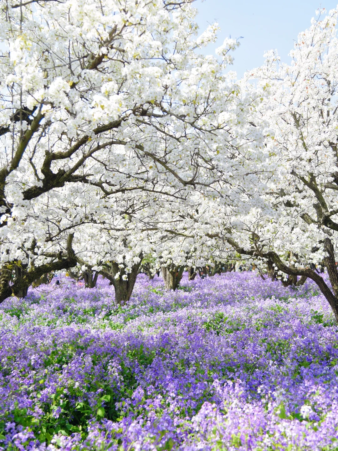 是江苏最盛大的梨兰花海啊！！！