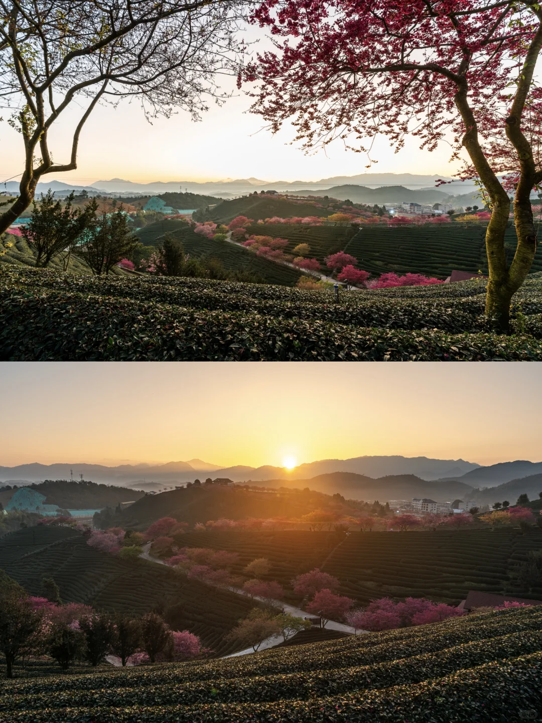 福建春日顶流樱花海🤣美到被国家地理点名