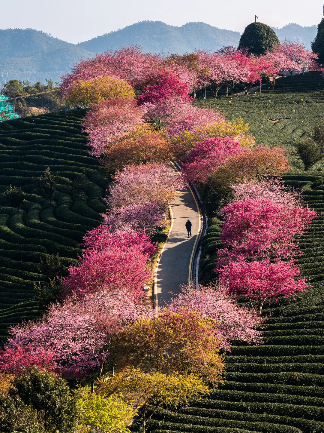 福建春日顶流樱花海🤣美到被国家地理点名