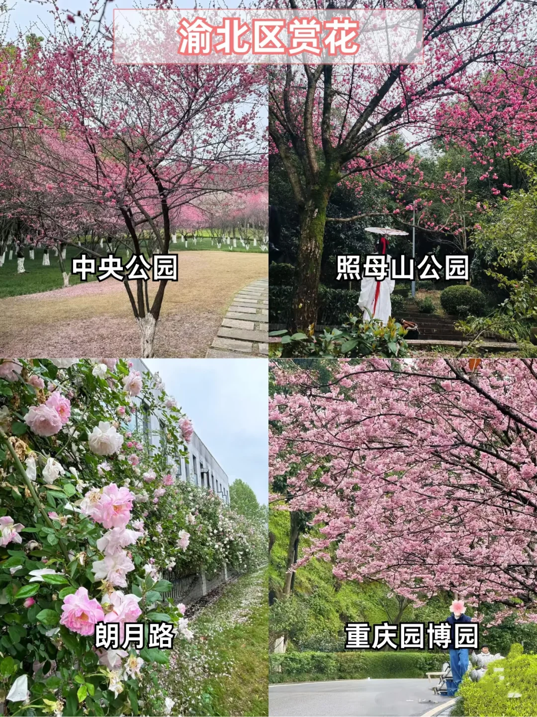 重庆主城赏花地🌸宝子们快打卡📷