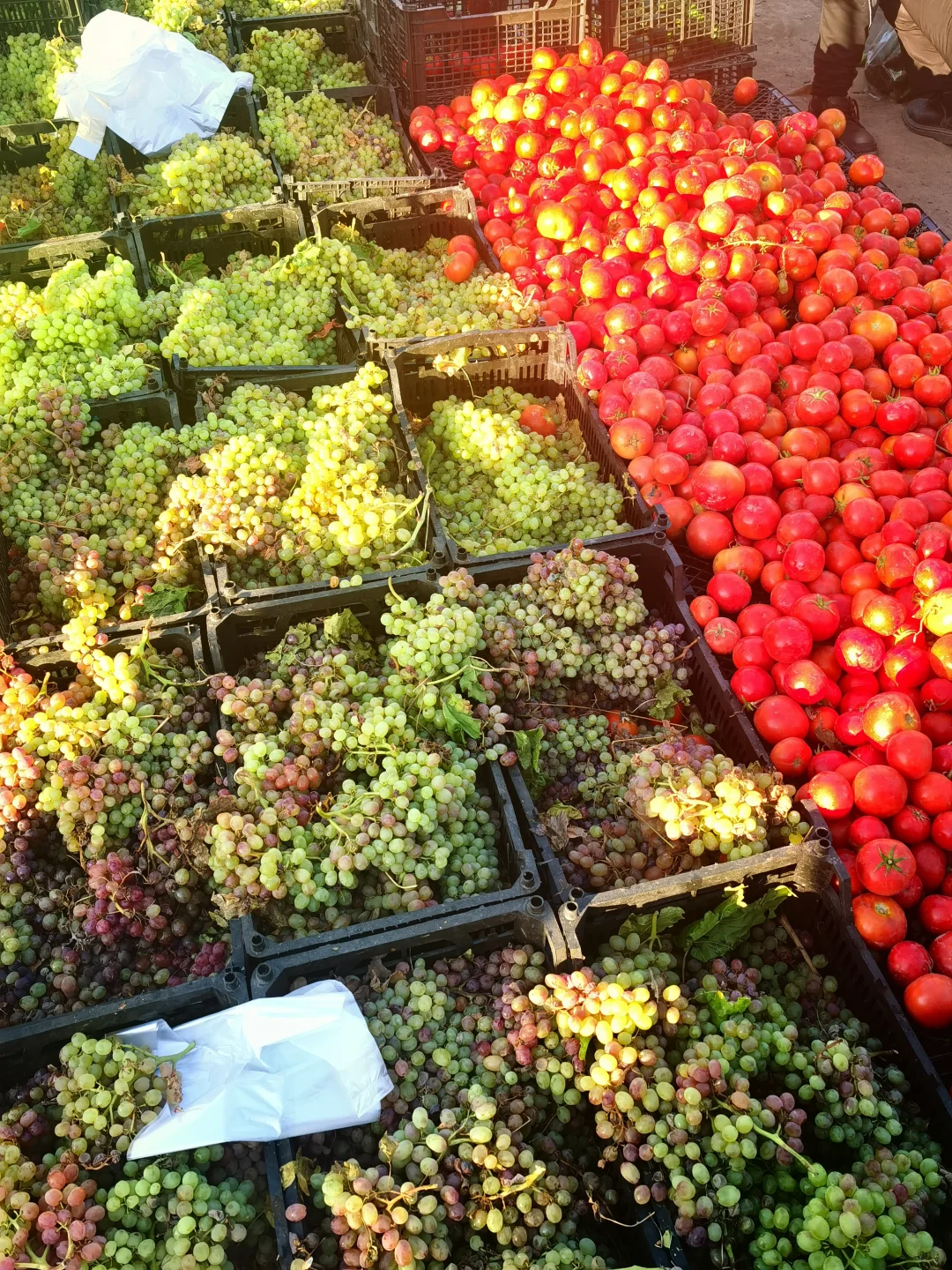 更适合普通人的伊朗超详细白菜价旅游攻略