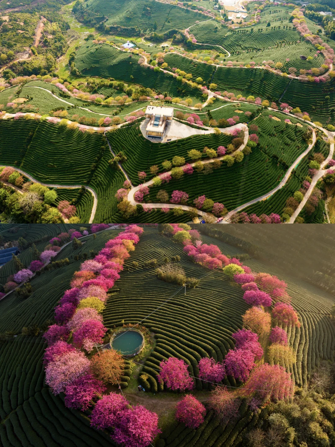 福建春日顶流樱花海🤣美到被国家地理点名