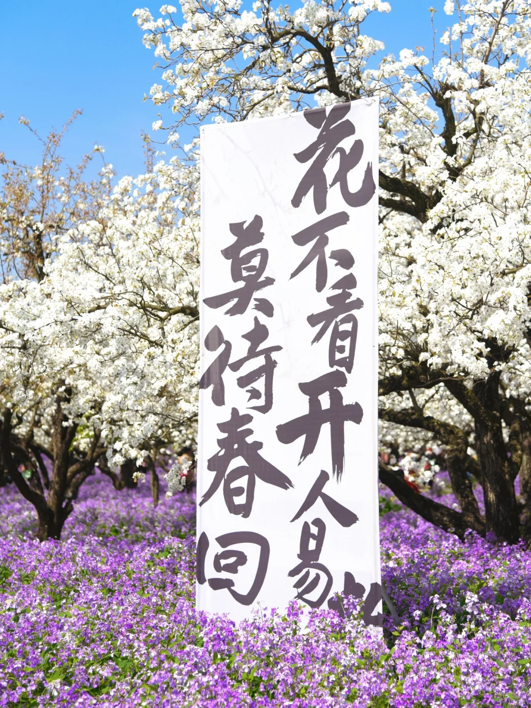 是江苏最盛大的梨兰花海啊！！！