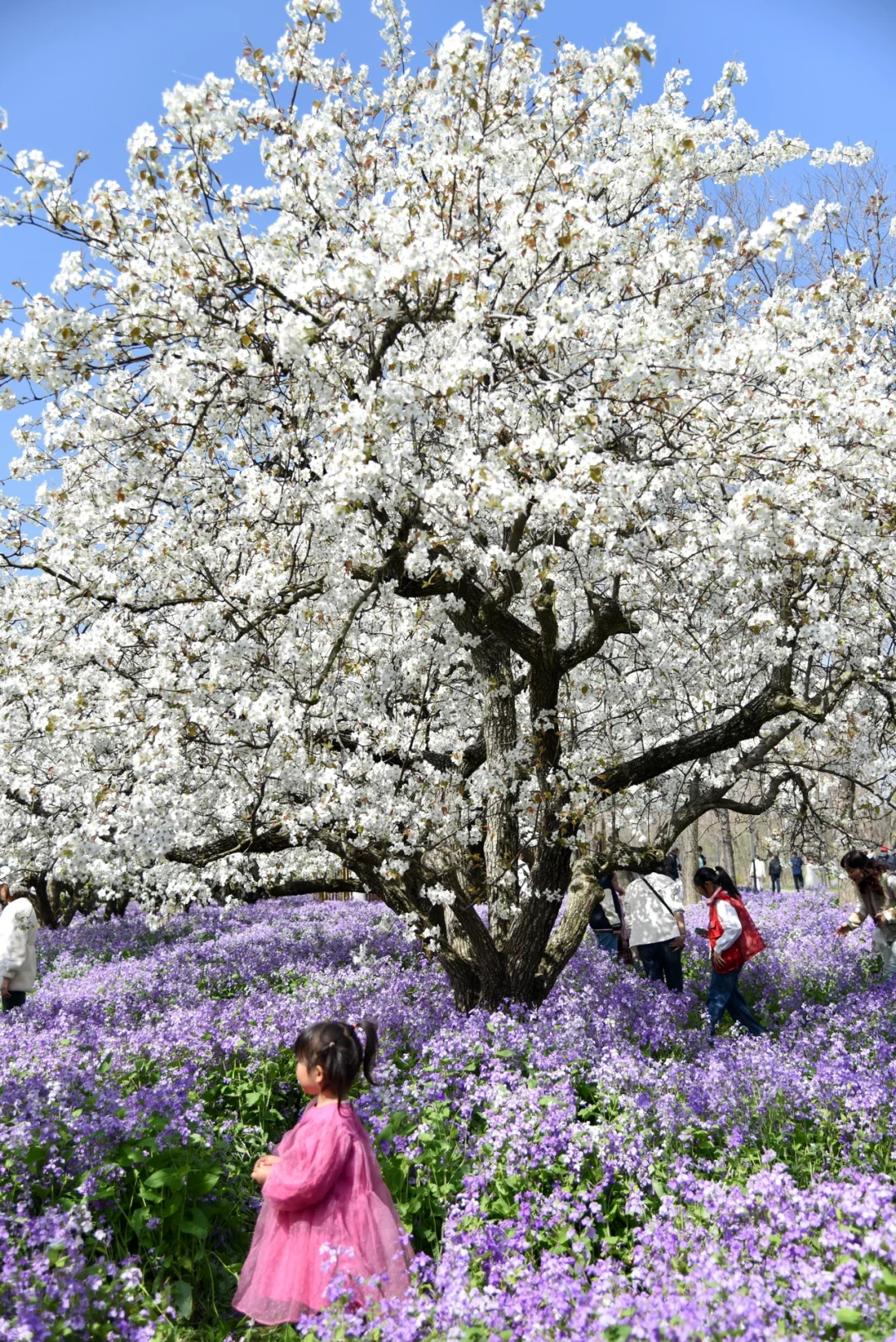 是江苏最盛大的梨兰花海啊！！！