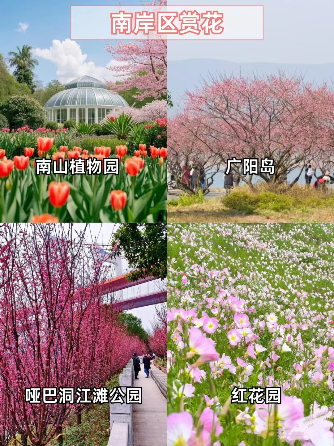 重庆主城赏花地🌸宝子们快打卡📷
