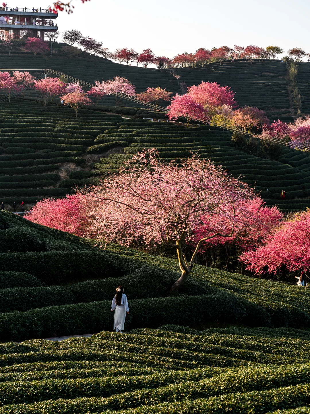 福建春日顶流樱花海🤣美到被国家地理点名