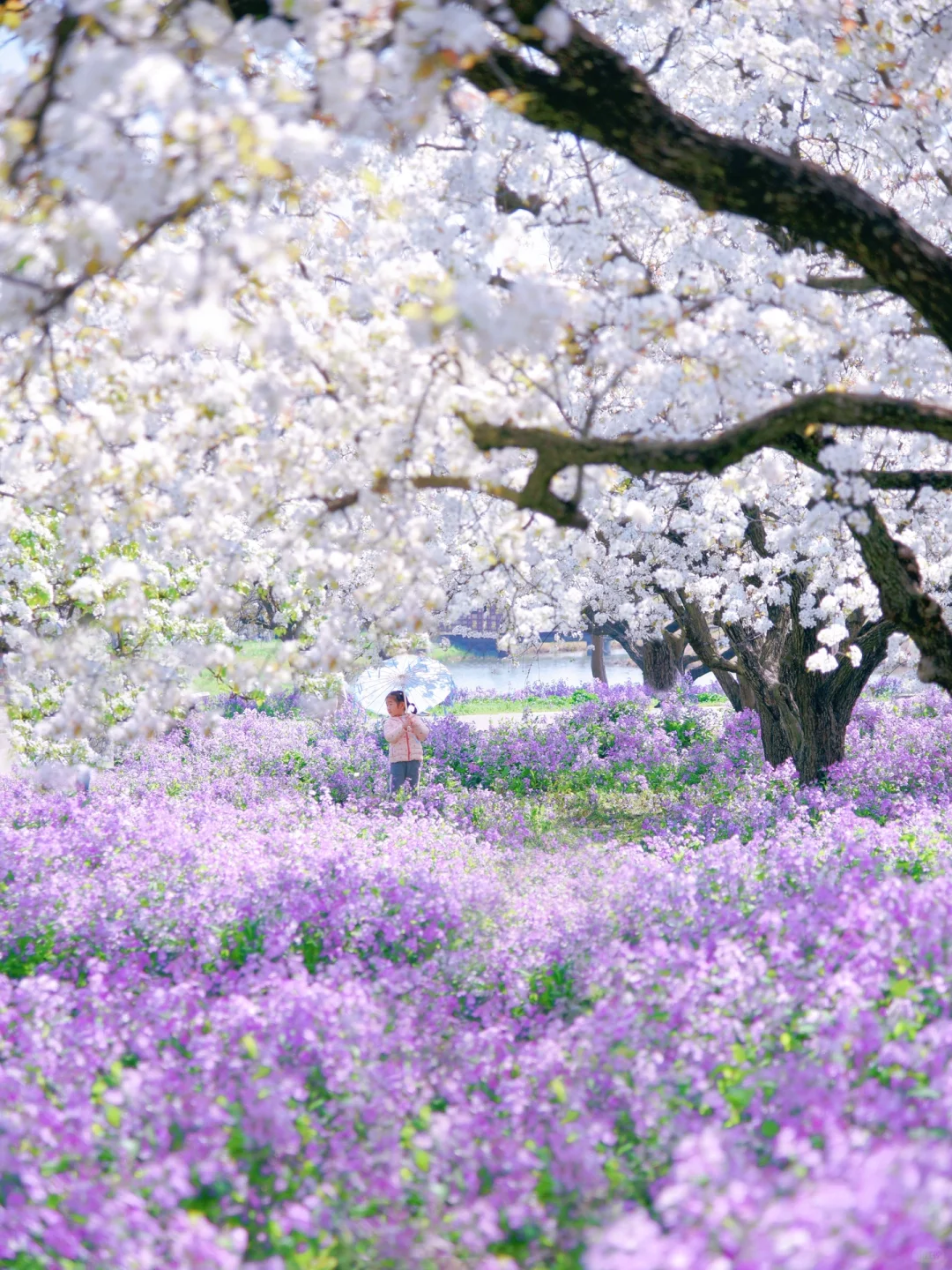 是江苏最盛大的梨兰花海啊！！！