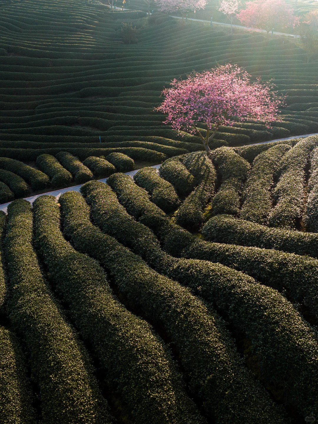 福建春日顶流樱花海🤣美到被国家地理点名