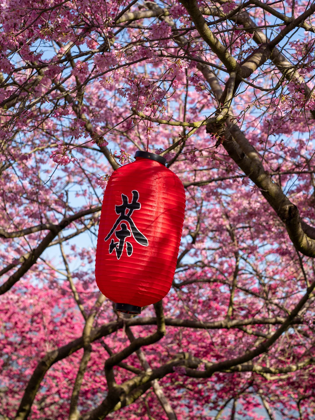 福建春日顶流樱花海🤣美到被国家地理点名