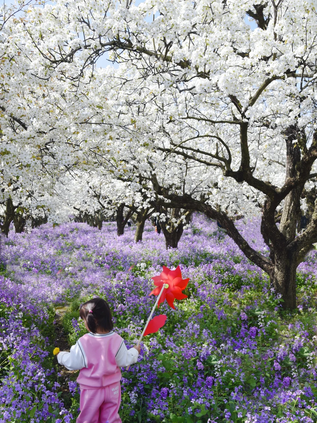 是江苏最盛大的梨兰花海啊！！！