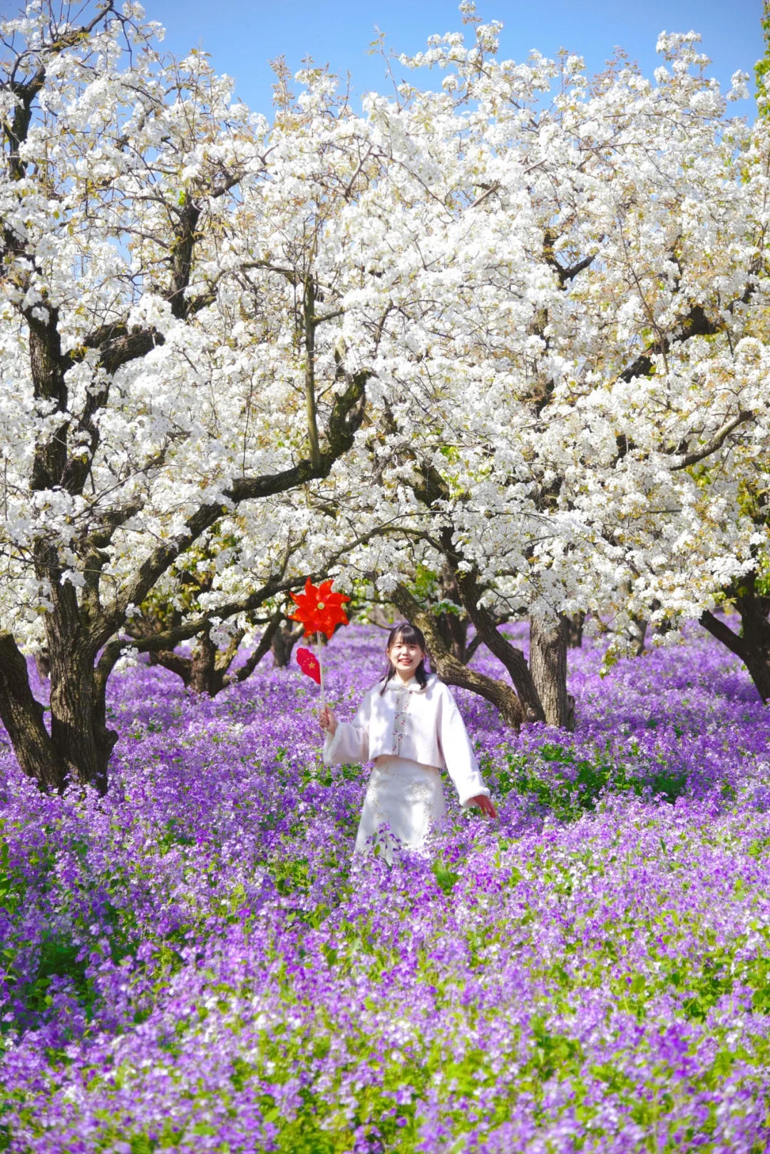 是江苏最盛大的梨兰花海啊！！！