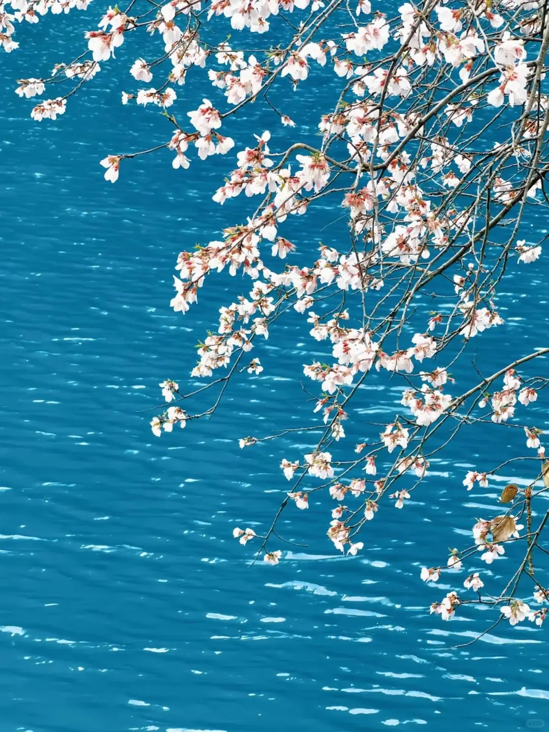 谁懂呀😭3月的九寨沟就是人间仙境✨吧！