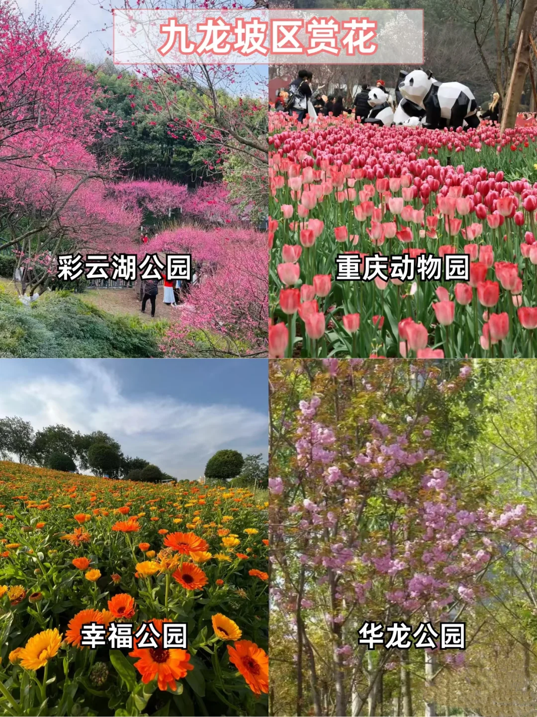 重庆主城赏花地🌸宝子们快打卡📷