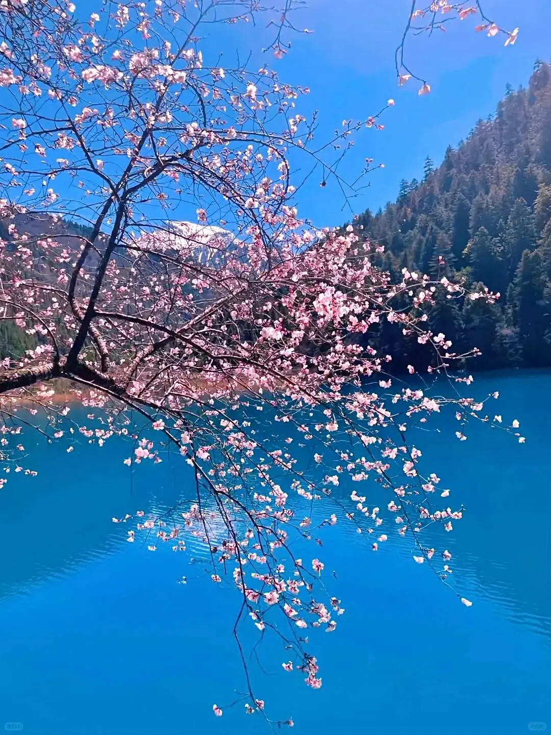 谁懂呀😭3月的九寨沟就是人间仙境✨吧！