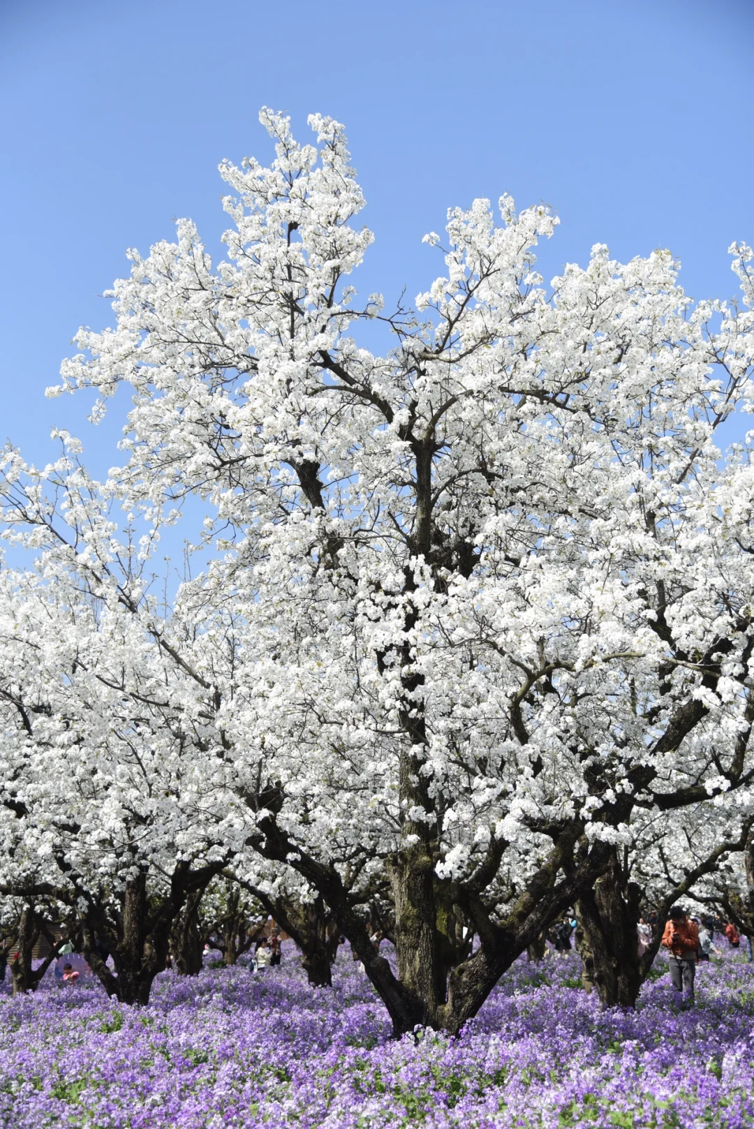 是江苏最盛大的梨兰花海啊！！！
