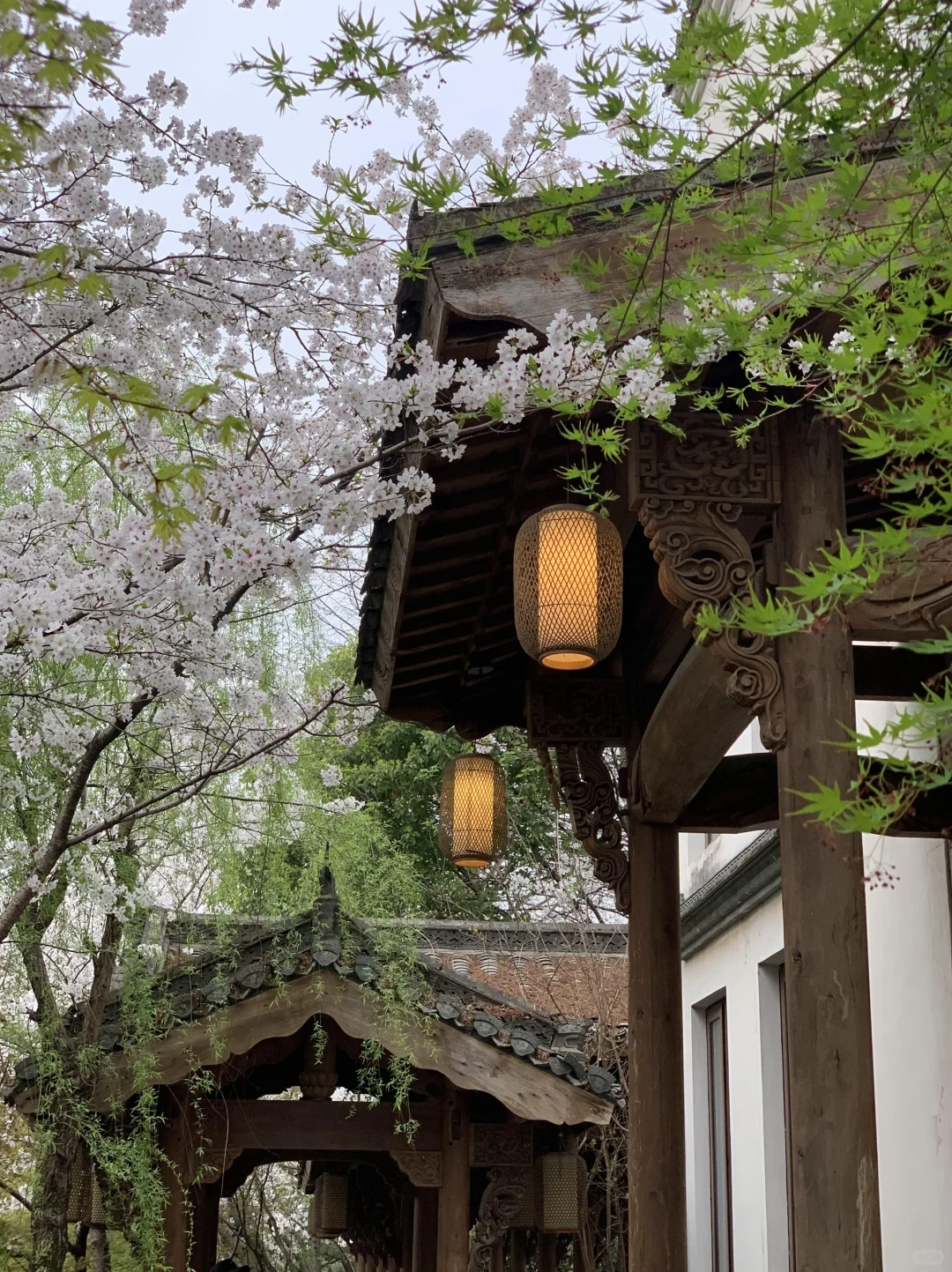 以为西湖已经够美了…😭直到我去了这里🌸