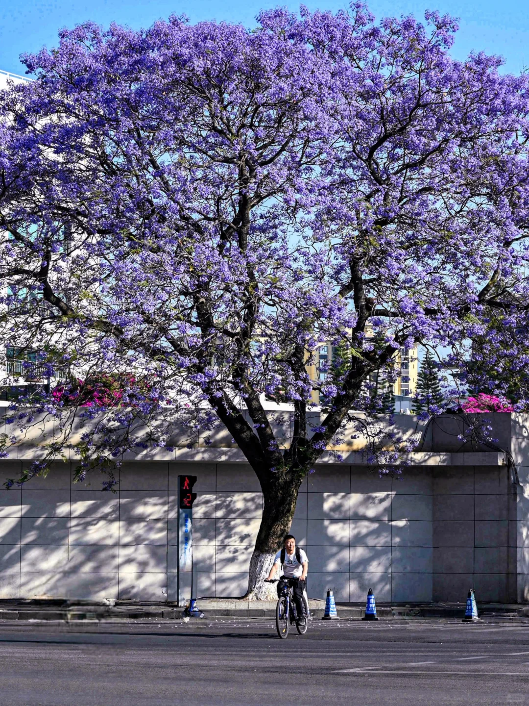 💜成都3️⃣小时，谁懂这一刻浪漫紫的含金量❗