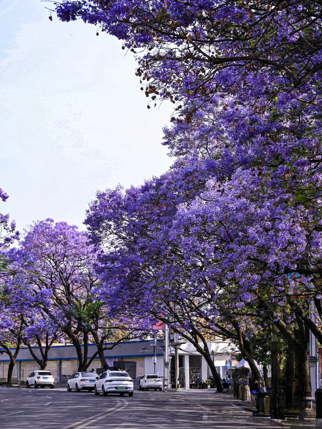 💜成都3️⃣小时，谁懂这一刻浪漫紫的含金量❗