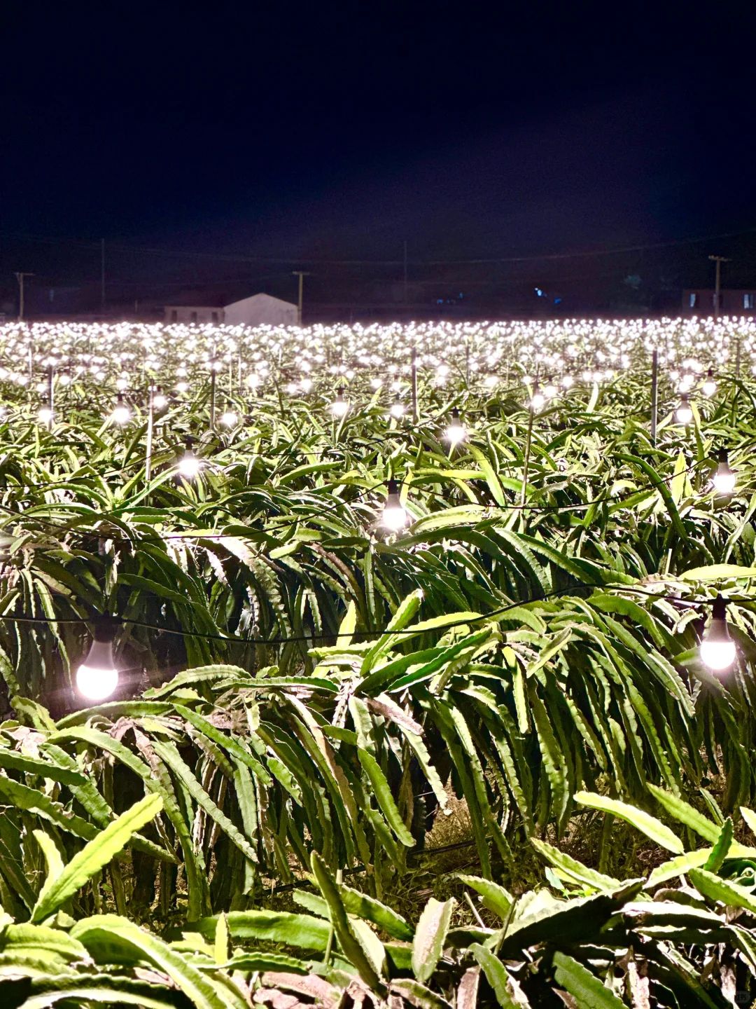 北京出发陵水｜俩妈带俩娃超详细旅游攻略