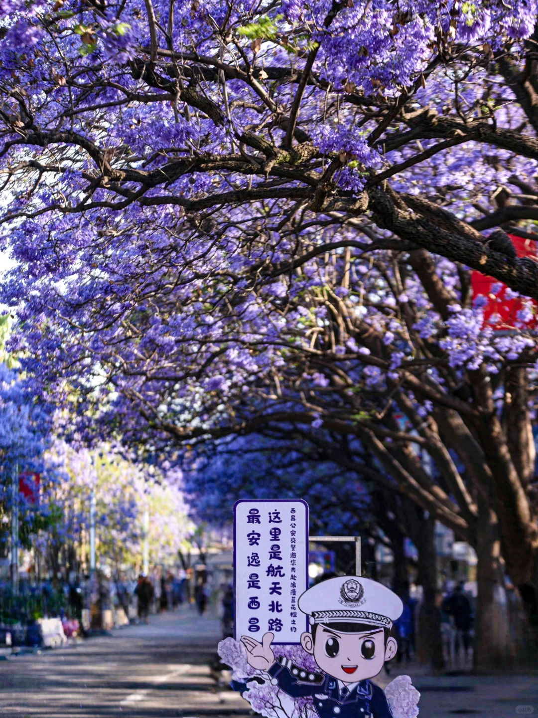 💜成都3️⃣小时，谁懂这一刻浪漫紫的含金量❗