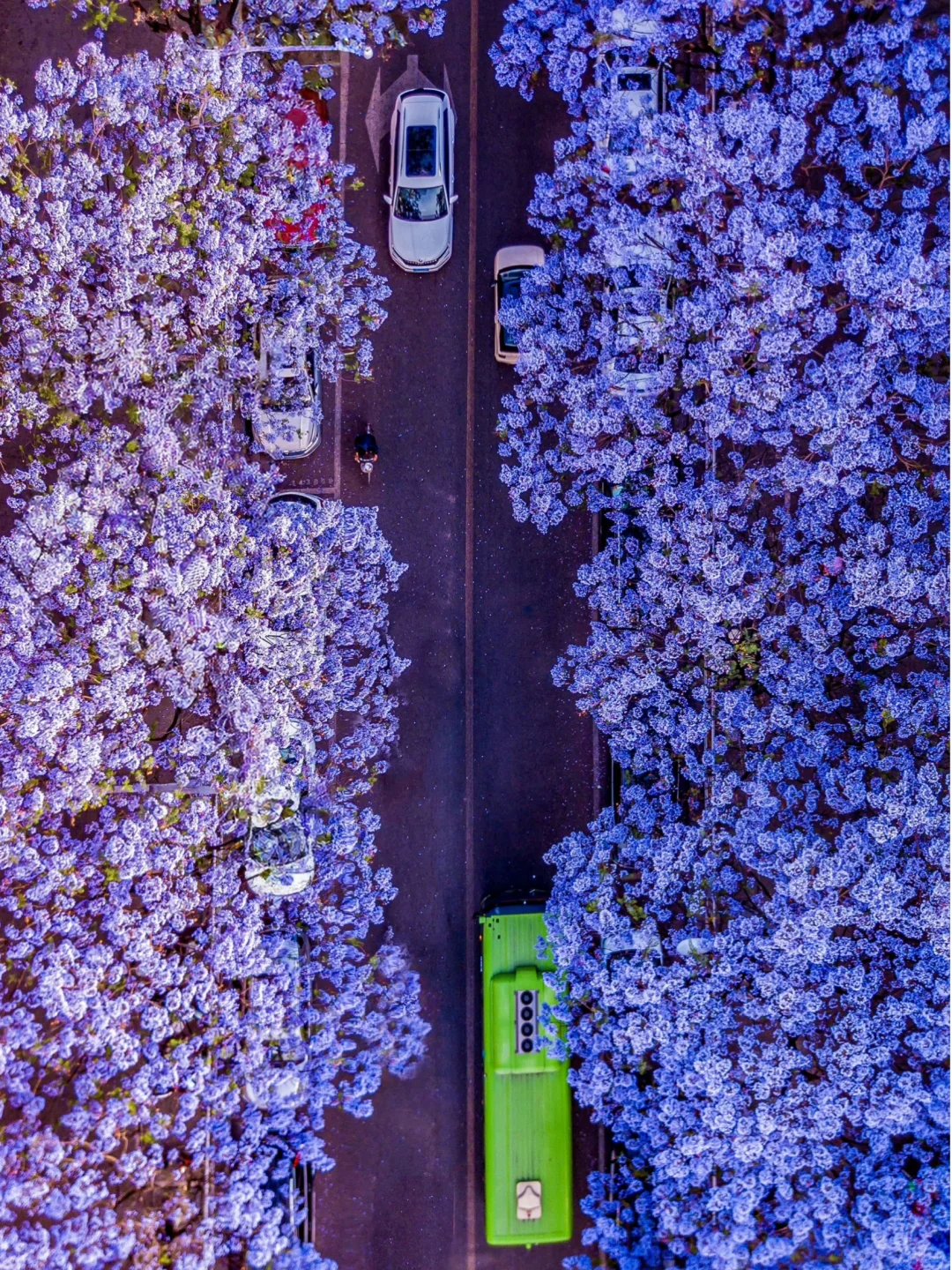 💜成都3️⃣小时，谁懂这一刻浪漫紫的含金量❗