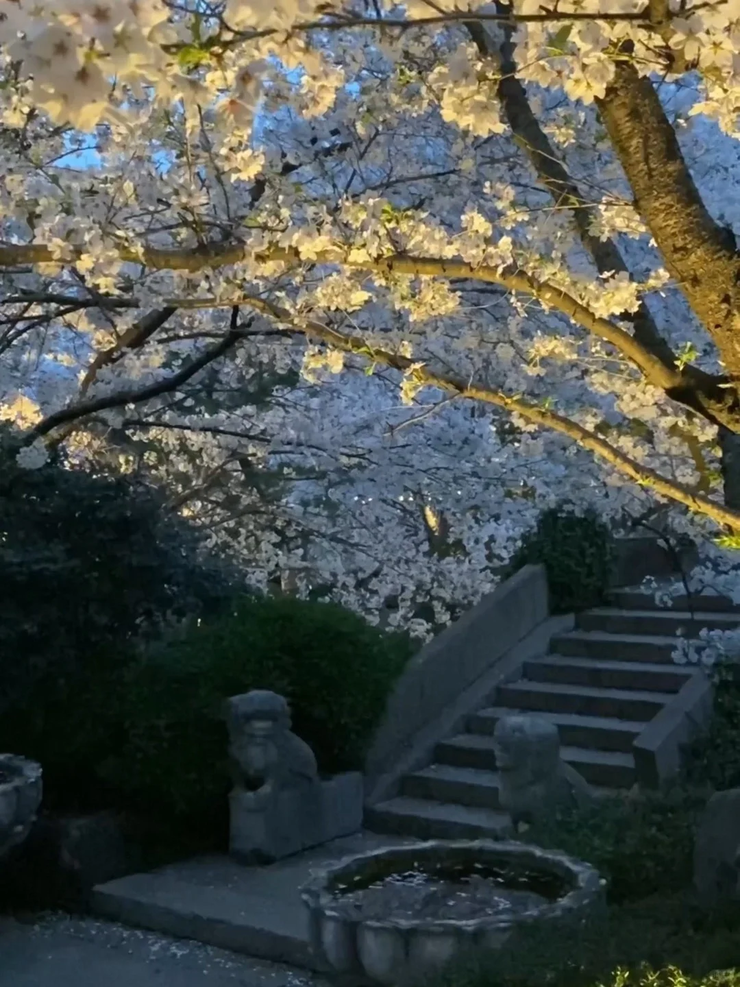 以为西湖已经够美了…😭直到我去了这里🌸