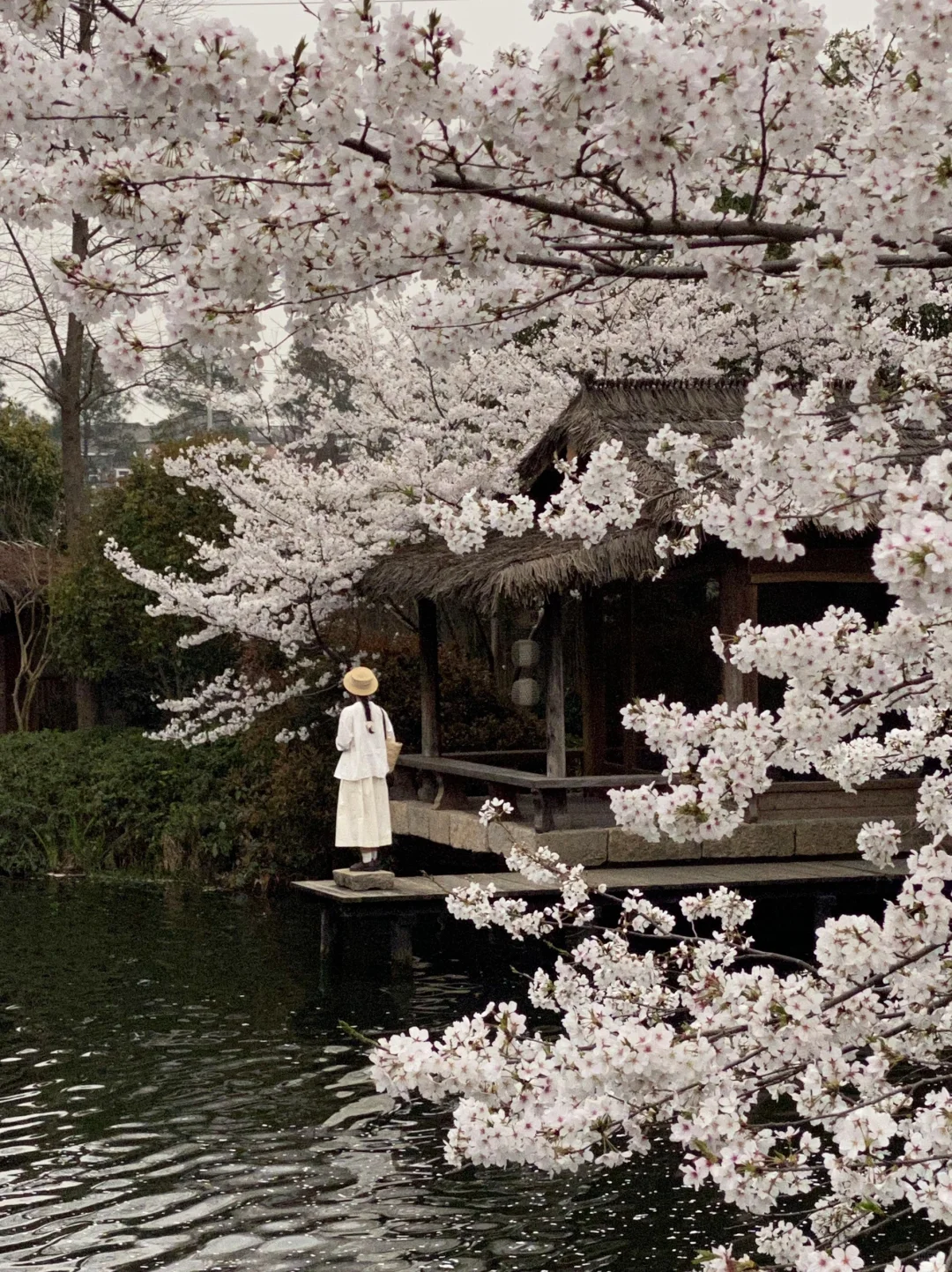 以为西湖已经够美了…😭直到我去了这里🌸