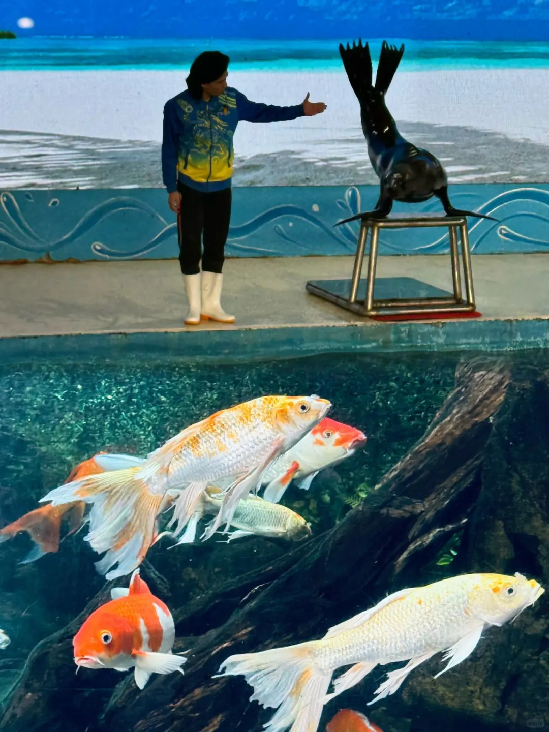 屿见厦门畅游卡深度攻略