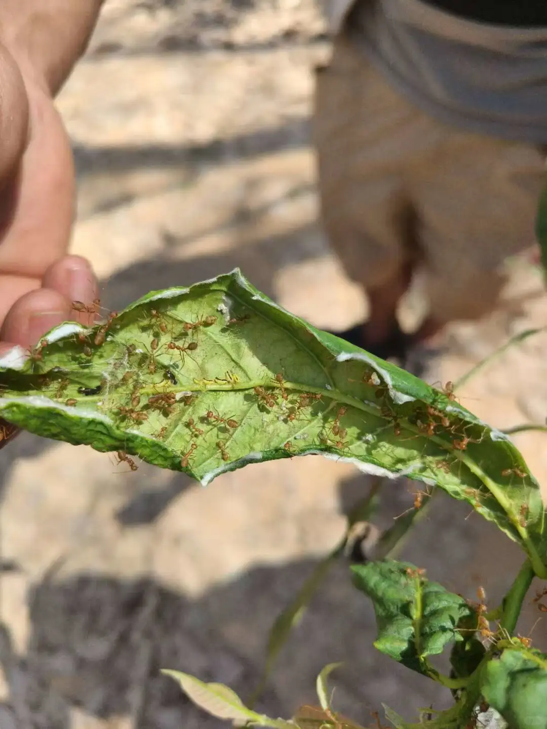 基诺山雨林徒步值得期待
