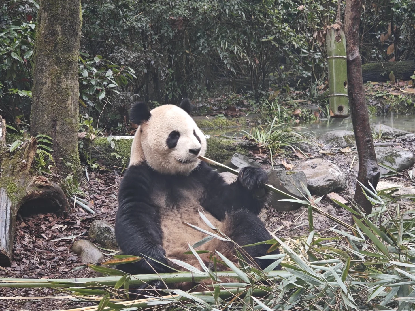 成都4天3夜超详细旅游攻略｜吃喝玩乐全安排