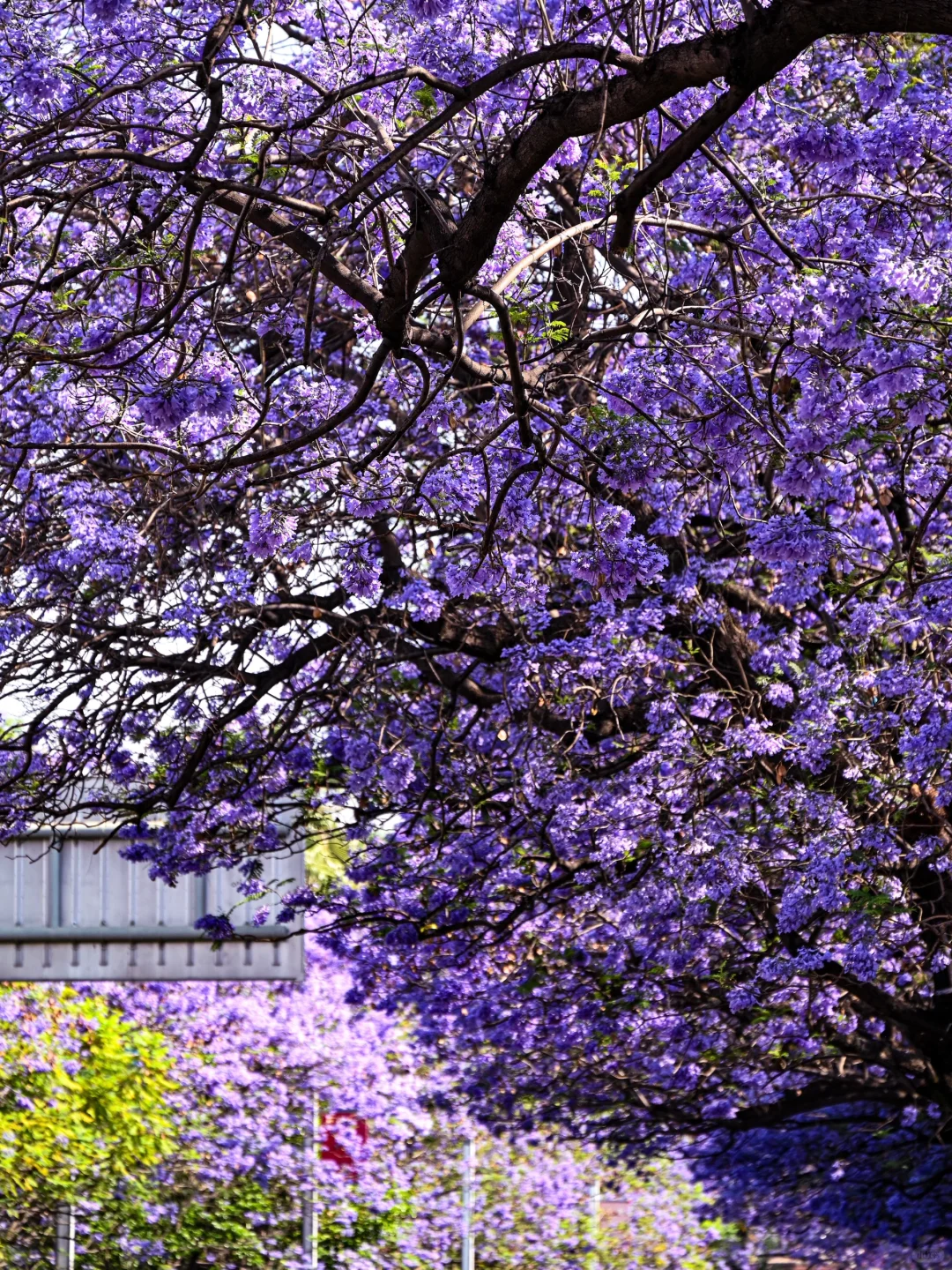 💜成都3️⃣小时，谁懂这一刻浪漫紫的含金量❗