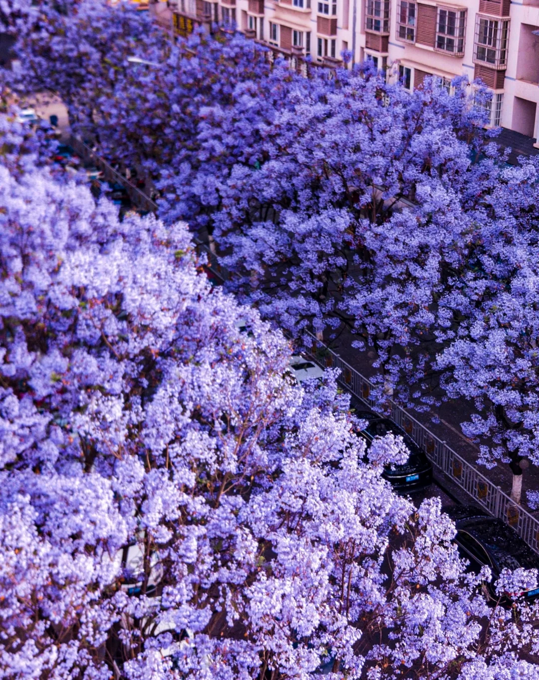 💜成都3️⃣小时，谁懂这一刻浪漫紫的含金量❗