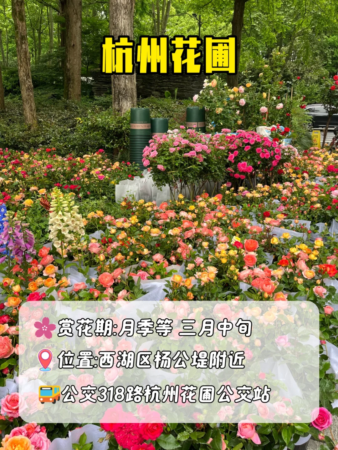 3月赏花季|杭州被狠狠低估的5个小众景点