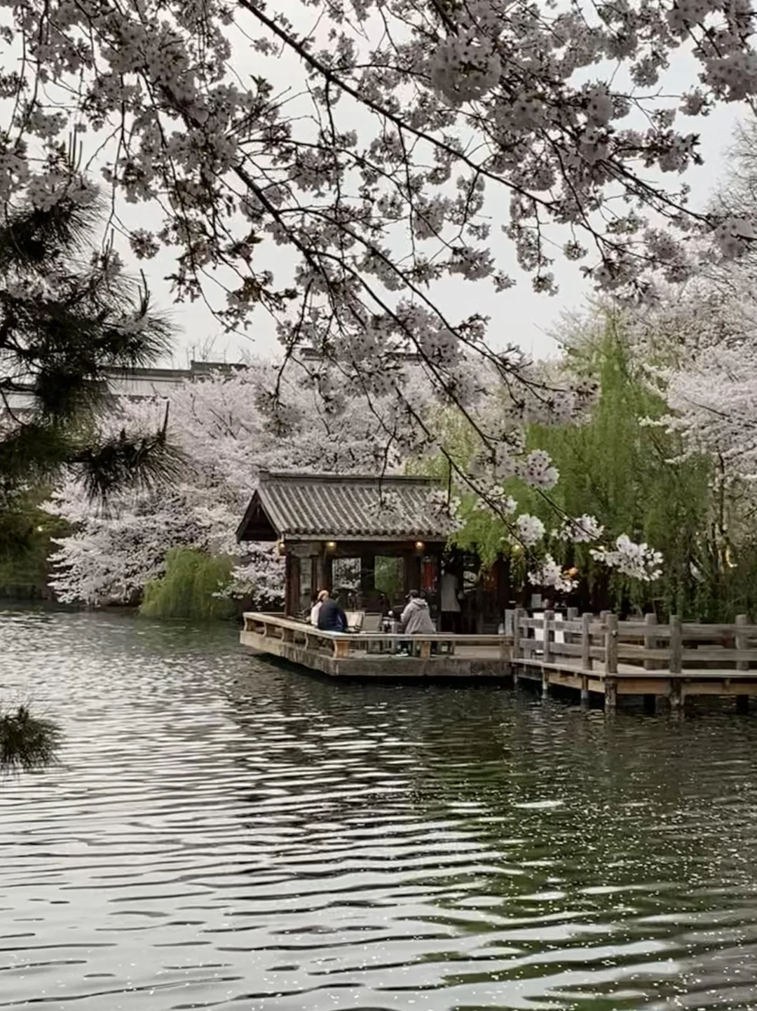 以为西湖已经够美了…😭直到我去了这里🌸
