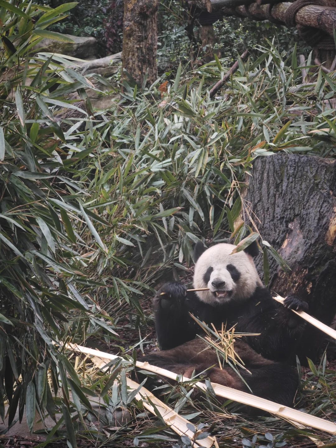 成都4天3夜超详细旅游攻略｜吃喝玩乐全安排