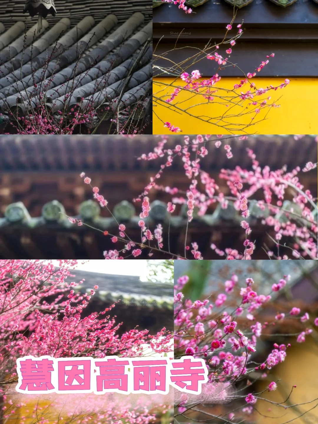 3月赏花季|杭州被狠狠低估的5个小众景点