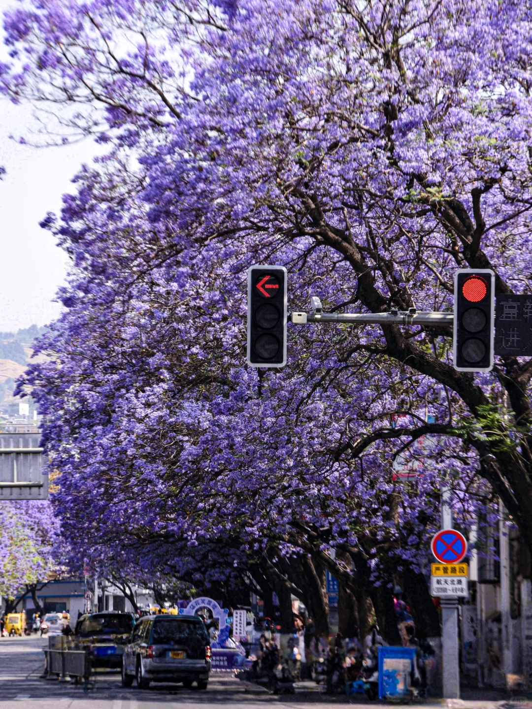 💜成都3️⃣小时，谁懂这一刻浪漫紫的含金量❗