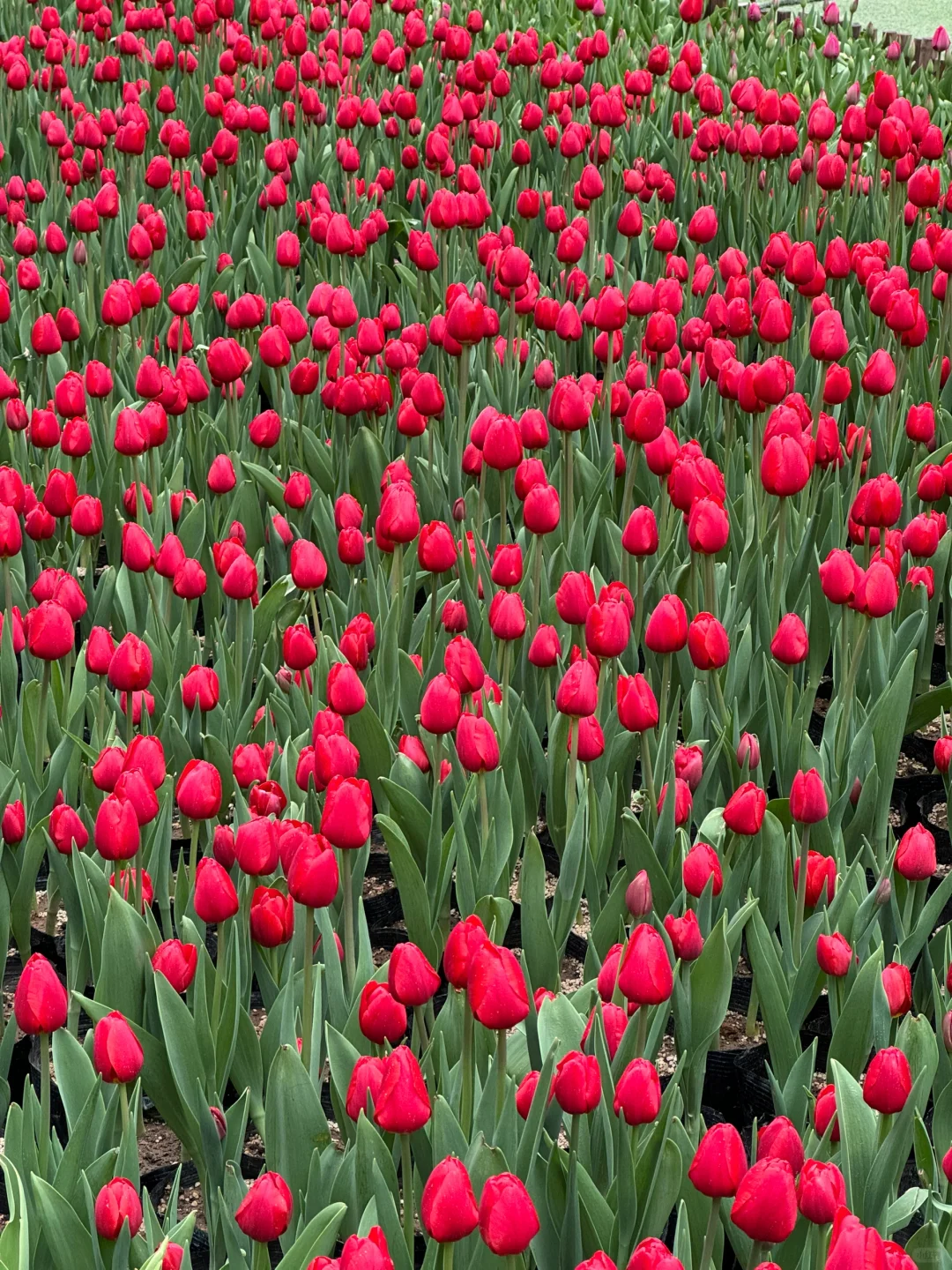 邯郸——宝泉一日游 纯玩版攻略来啦