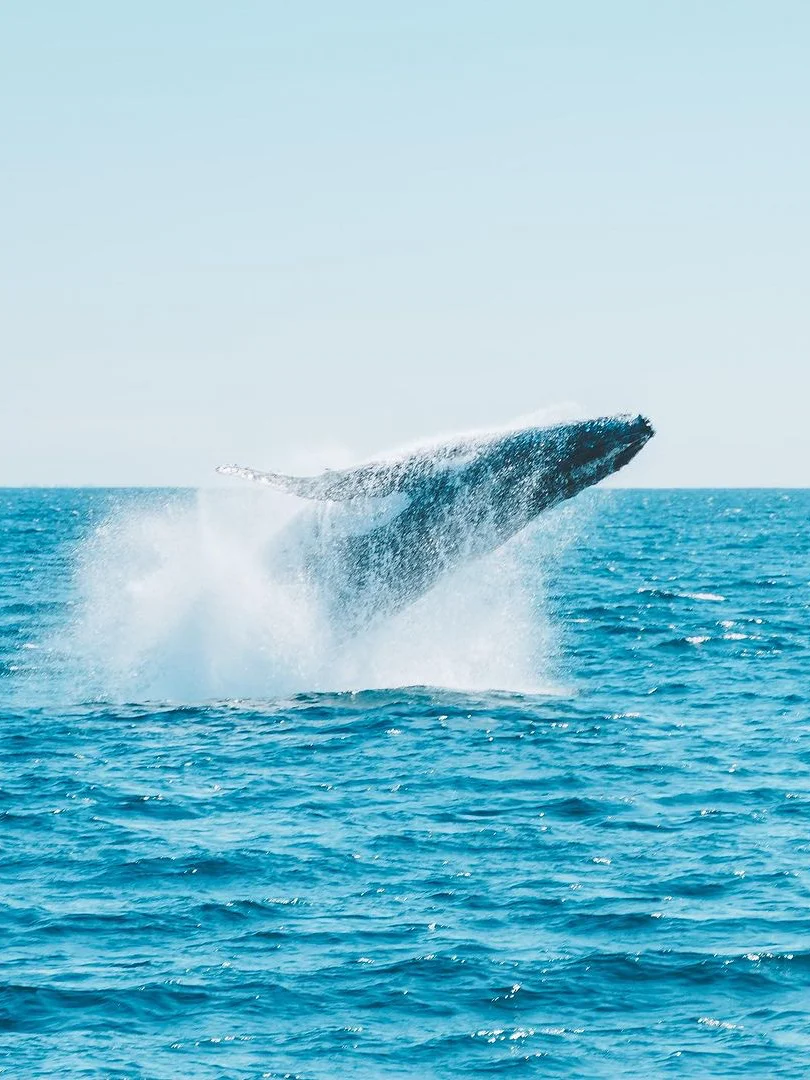 2025澳大利亚全年旅游计划➕最佳旅行地攻略