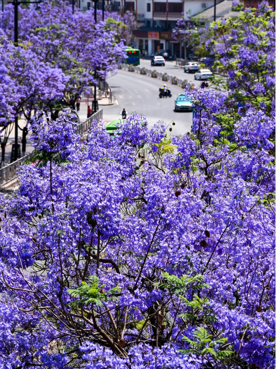 💜成都3️⃣小时，谁懂这一刻浪漫紫的含金量❗
