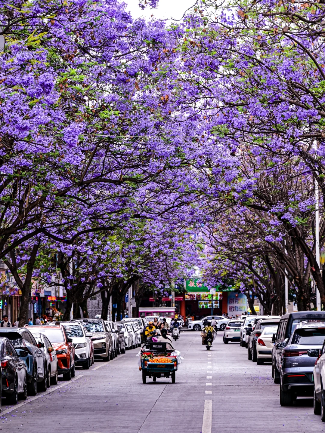 💜成都3️⃣小时，谁懂这一刻浪漫紫的含金量❗