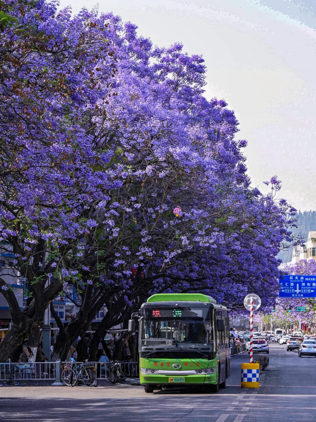 💜成都3️⃣小时，谁懂这一刻浪漫紫的含金量❗