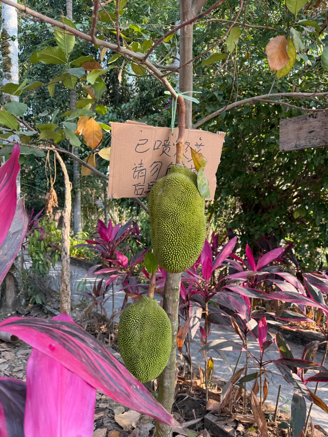 保姆级攻略玩转西双版纳！太想去养老啦！