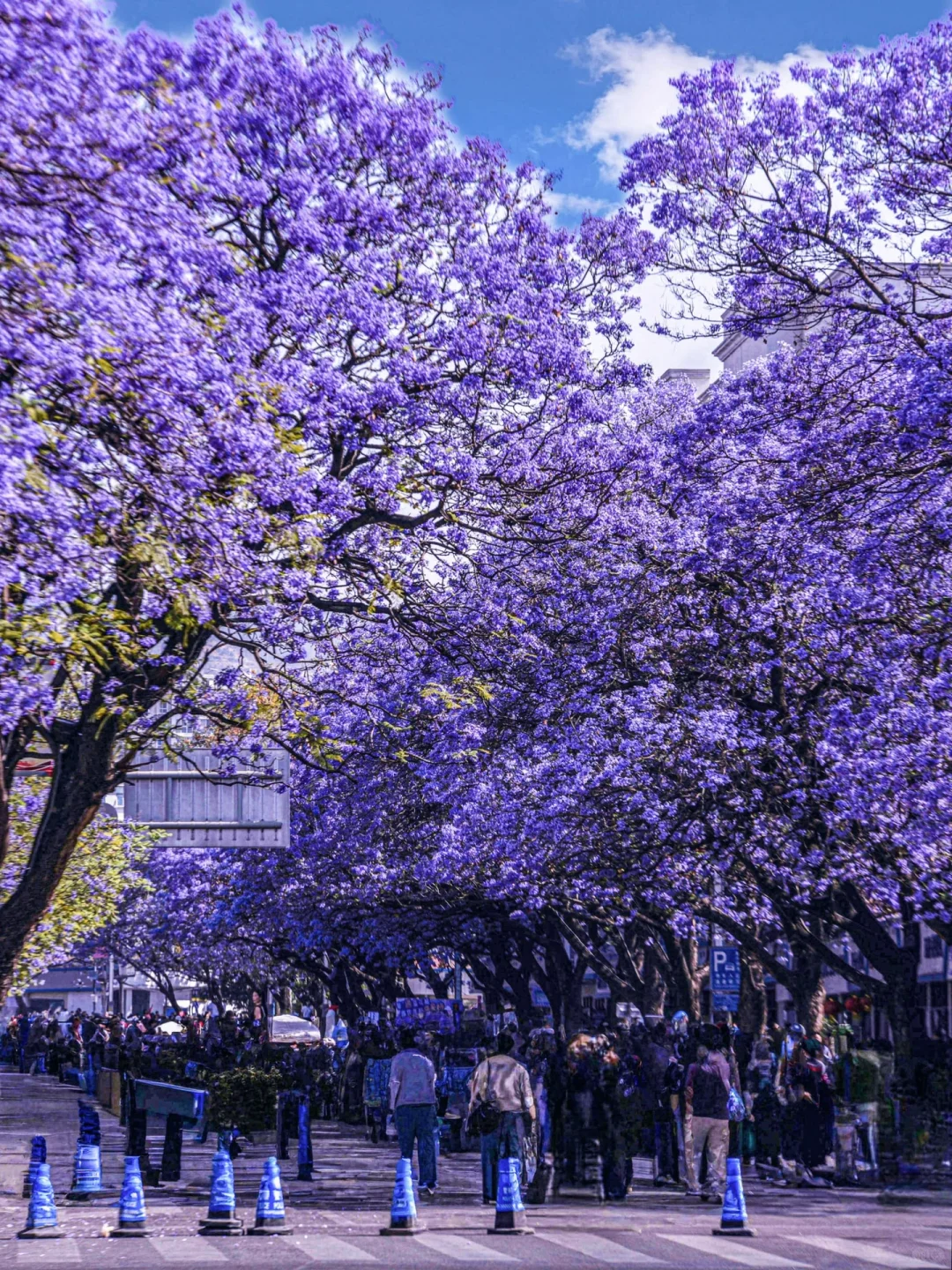 💜成都3️⃣小时，谁懂这一刻浪漫紫的含金量❗