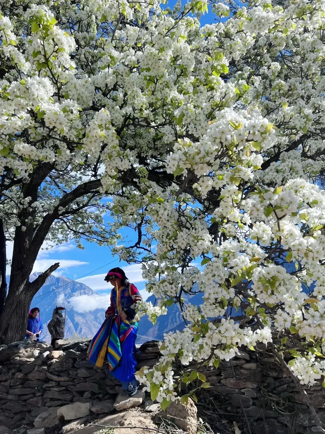 3-4月淡季去川西✅6个最佳春季赏花🌸景点