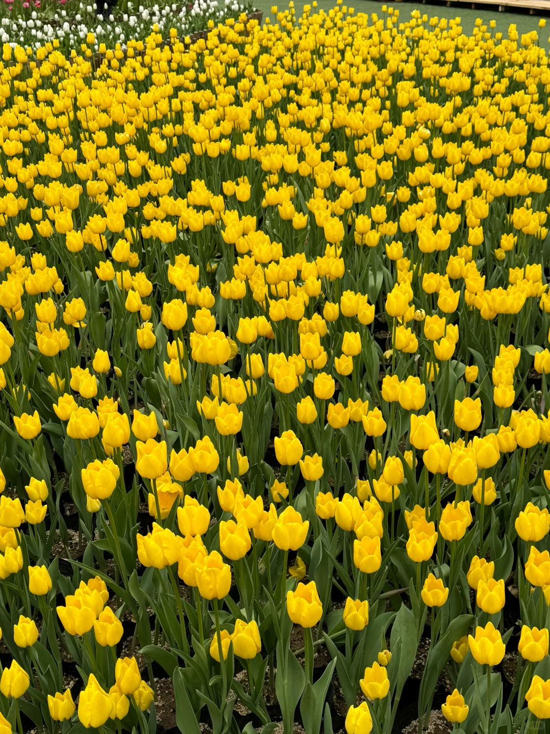邯郸——宝泉一日游 纯玩版攻略来啦