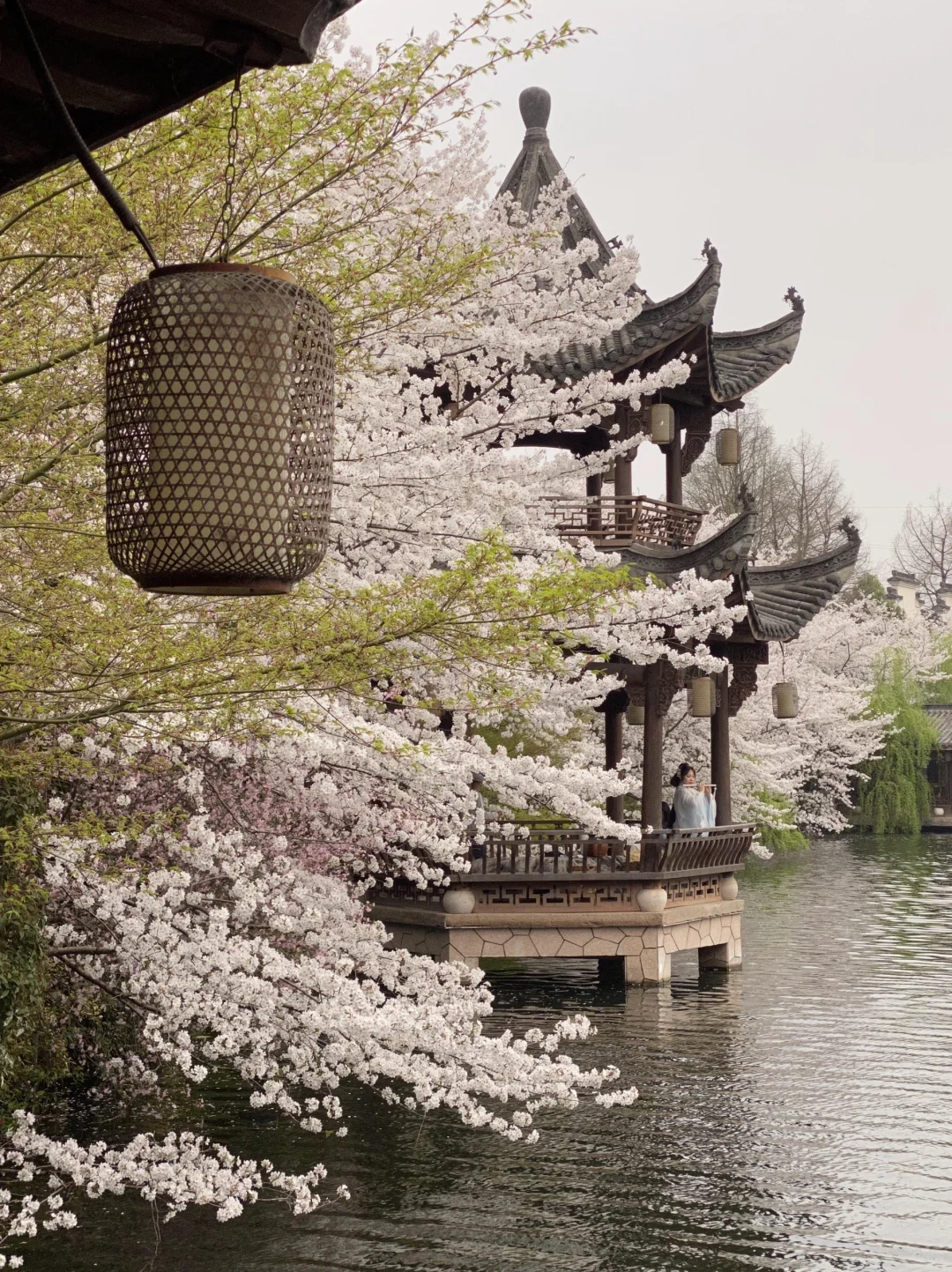 以为西湖已经够美了…😭直到我去了这里🌸